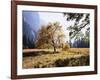 California, Sierra Nevada, Yosemite National Park, Fall Colors of a Black Oak-Christopher Talbot Frank-Framed Photographic Print