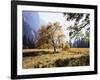 California, Sierra Nevada, Yosemite National Park, Fall Colors of a Black Oak-Christopher Talbot Frank-Framed Photographic Print