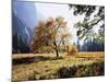 California, Sierra Nevada, Yosemite National Park, Fall Colors of a Black Oak-Christopher Talbot Frank-Mounted Photographic Print