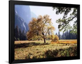 California, Sierra Nevada, Yosemite National Park, Fall Colors of a Black Oak-Christopher Talbot Frank-Framed Photographic Print