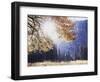 California, Sierra Nevada, Yosemite National Park, Fall Colors of a Black Oak-Christopher Talbot Frank-Framed Photographic Print