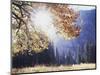 California, Sierra Nevada, Yosemite National Park, Fall Colors of a Black Oak-Christopher Talbot Frank-Mounted Photographic Print