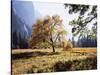 California, Sierra Nevada, Yosemite National Park, Fall Colors of a Black Oak-Christopher Talbot Frank-Stretched Canvas