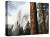 California, Sierra Nevada, Yosemite National Park, Incense Cedar and El Capitan-Christopher Talbot Frank-Stretched Canvas