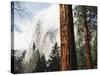 California, Sierra Nevada, Yosemite National Park, Incense Cedar and El Capitan-Christopher Talbot Frank-Stretched Canvas