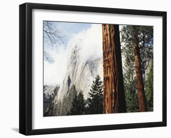 California, Sierra Nevada, Yosemite National Park, Incense Cedar and El Capitan-Christopher Talbot Frank-Framed Premium Photographic Print