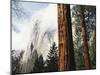 California, Sierra Nevada, Yosemite National Park, Incense Cedar and El Capitan-Christopher Talbot Frank-Mounted Premium Photographic Print