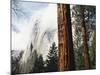 California, Sierra Nevada, Yosemite National Park, Incense Cedar and El Capitan-Christopher Talbot Frank-Mounted Photographic Print