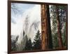 California, Sierra Nevada, Yosemite National Park, Incense Cedar and El Capitan-Christopher Talbot Frank-Framed Photographic Print