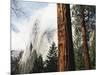 California, Sierra Nevada, Yosemite National Park, Incense Cedar and El Capitan-Christopher Talbot Frank-Mounted Photographic Print