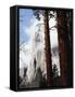 California, Sierra Nevada, Yosemite National Park, Incense Cedar and El Capitan-Christopher Talbot Frank-Framed Stretched Canvas