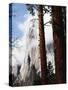 California, Sierra Nevada, Yosemite National Park, Incense Cedar and El Capitan-Christopher Talbot Frank-Stretched Canvas