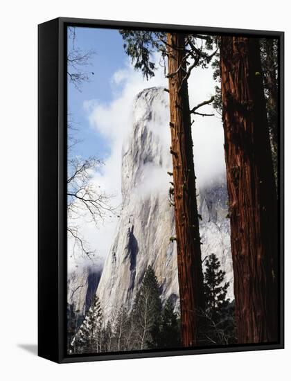 California, Sierra Nevada, Yosemite National Park, Incense Cedar and El Capitan-Christopher Talbot Frank-Framed Stretched Canvas