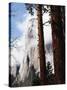 California, Sierra Nevada, Yosemite National Park, Incense Cedar and El Capitan-Christopher Talbot Frank-Stretched Canvas