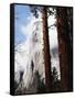 California, Sierra Nevada, Yosemite National Park, Incense Cedar and El Capitan-Christopher Talbot Frank-Framed Stretched Canvas