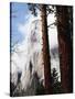 California, Sierra Nevada, Yosemite National Park, Incense Cedar and El Capitan-Christopher Talbot Frank-Stretched Canvas