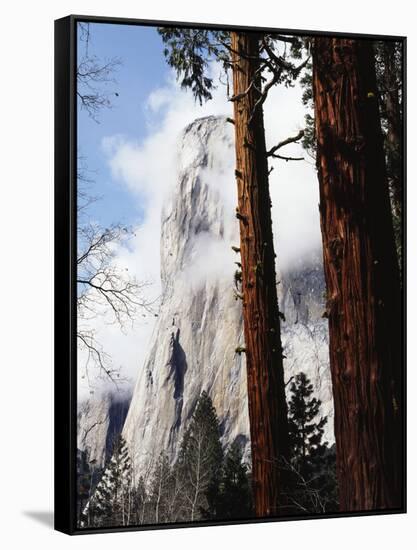 California, Sierra Nevada, Yosemite National Park, Incense Cedar and El Capitan-Christopher Talbot Frank-Framed Stretched Canvas