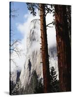 California, Sierra Nevada, Yosemite National Park, Incense Cedar and El Capitan-Christopher Talbot Frank-Stretched Canvas