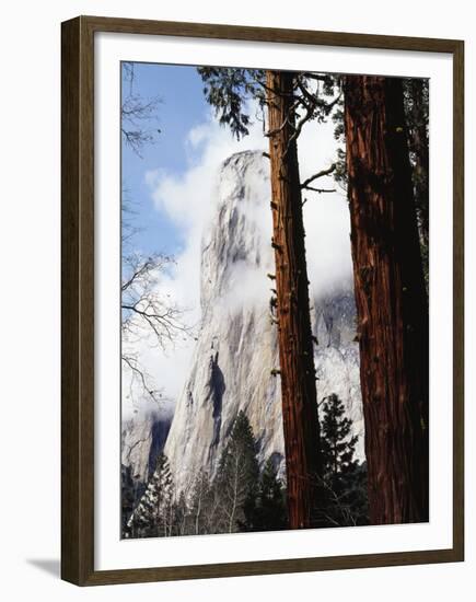 California, Sierra Nevada, Yosemite National Park, Incense Cedar and El Capitan-Christopher Talbot Frank-Framed Premium Photographic Print