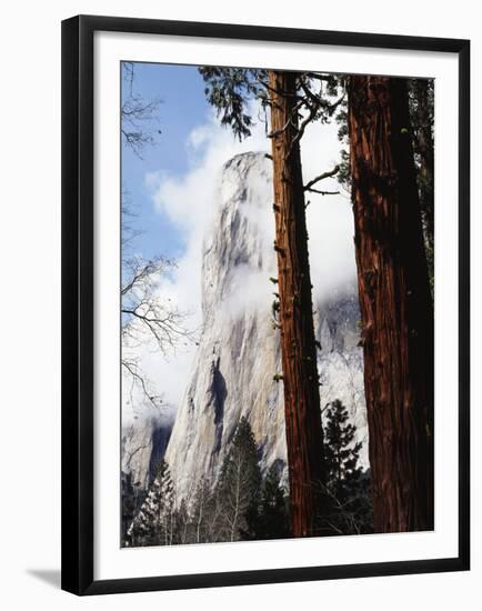 California, Sierra Nevada, Yosemite National Park, Incense Cedar and El Capitan-Christopher Talbot Frank-Framed Premium Photographic Print