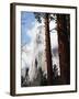 California, Sierra Nevada, Yosemite National Park, Incense Cedar and El Capitan-Christopher Talbot Frank-Framed Premium Photographic Print