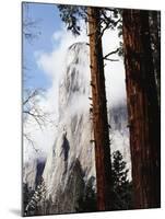 California, Sierra Nevada, Yosemite National Park, Incense Cedar and El Capitan-Christopher Talbot Frank-Mounted Premium Photographic Print