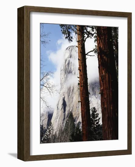 California, Sierra Nevada, Yosemite National Park, Incense Cedar and El Capitan-Christopher Talbot Frank-Framed Photographic Print