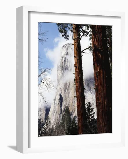 California, Sierra Nevada, Yosemite National Park, Incense Cedar and El Capitan-Christopher Talbot Frank-Framed Photographic Print