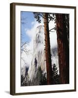 California, Sierra Nevada, Yosemite National Park, Incense Cedar and El Capitan-Christopher Talbot Frank-Framed Photographic Print