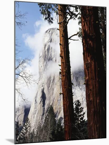 California, Sierra Nevada, Yosemite National Park, Incense Cedar and El Capitan-Christopher Talbot Frank-Mounted Photographic Print