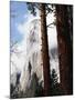 California, Sierra Nevada, Yosemite National Park, Incense Cedar and El Capitan-Christopher Talbot Frank-Mounted Photographic Print