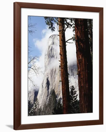 California, Sierra Nevada, Yosemite National Park, Incense Cedar and El Capitan-Christopher Talbot Frank-Framed Photographic Print