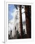 California, Sierra Nevada, Yosemite National Park, Incense Cedar and El Capitan-Christopher Talbot Frank-Framed Photographic Print