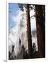 California, Sierra Nevada, Yosemite National Park, Incense Cedar and El Capitan-Christopher Talbot Frank-Framed Photographic Print