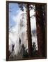 California, Sierra Nevada, Yosemite National Park, Incense Cedar and El Capitan-Christopher Talbot Frank-Framed Photographic Print
