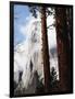 California, Sierra Nevada, Yosemite National Park, Incense Cedar and El Capitan-Christopher Talbot Frank-Framed Photographic Print