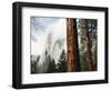 California, Sierra Nevada, Yosemite National Park, Incense Cedar and El Capitan-Christopher Talbot Frank-Framed Photographic Print