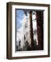 California, Sierra Nevada, Yosemite National Park, Incense Cedar and El Capitan-Christopher Talbot Frank-Framed Premium Photographic Print