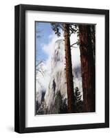 California, Sierra Nevada, Yosemite National Park, Incense Cedar and El Capitan-Christopher Talbot Frank-Framed Premium Photographic Print