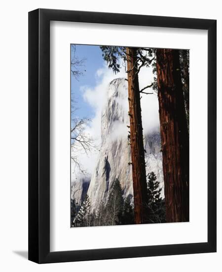 California, Sierra Nevada, Yosemite National Park, Incense Cedar and El Capitan-Christopher Talbot Frank-Framed Premium Photographic Print