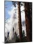 California, Sierra Nevada, Yosemite National Park, Incense Cedar and El Capitan-Christopher Talbot Frank-Mounted Premium Photographic Print