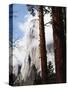 California, Sierra Nevada, Yosemite National Park, Incense Cedar and El Capitan-Christopher Talbot Frank-Stretched Canvas