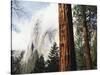 California, Sierra Nevada, Yosemite National Park, Incense Cedar and El Capitan-Christopher Talbot Frank-Stretched Canvas