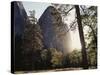 California, Sierra Nevada, Yosemite National Park, Ponderosa Pine Tree in Meadow-Christopher Talbot Frank-Stretched Canvas