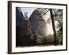 California, Sierra Nevada, Yosemite National Park, Ponderosa Pine Tree in Meadow-Christopher Talbot Frank-Framed Photographic Print