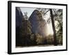 California, Sierra Nevada, Yosemite National Park, Ponderosa Pine Tree in Meadow-Christopher Talbot Frank-Framed Photographic Print