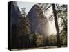 California, Sierra Nevada, Yosemite National Park, Ponderosa Pine Tree in Meadow-Christopher Talbot Frank-Stretched Canvas