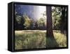 California, Sierra Nevada, Yosemite National Park, Sunset and a Ponderosa Pine-Christopher Talbot Frank-Framed Stretched Canvas