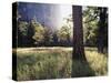 California, Sierra Nevada, Yosemite National Park, Sunset and a Ponderosa Pine-Christopher Talbot Frank-Stretched Canvas