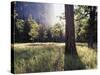 California, Sierra Nevada, Yosemite National Park, Sunset and a Ponderosa Pine-Christopher Talbot Frank-Stretched Canvas